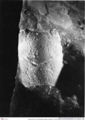 Historisches Foto von Munitheites kuepperi (Fraaije et al., 2019) (NHMW-AFW-GEO-BACHMAYER-FOTO-1990-0041-1959)